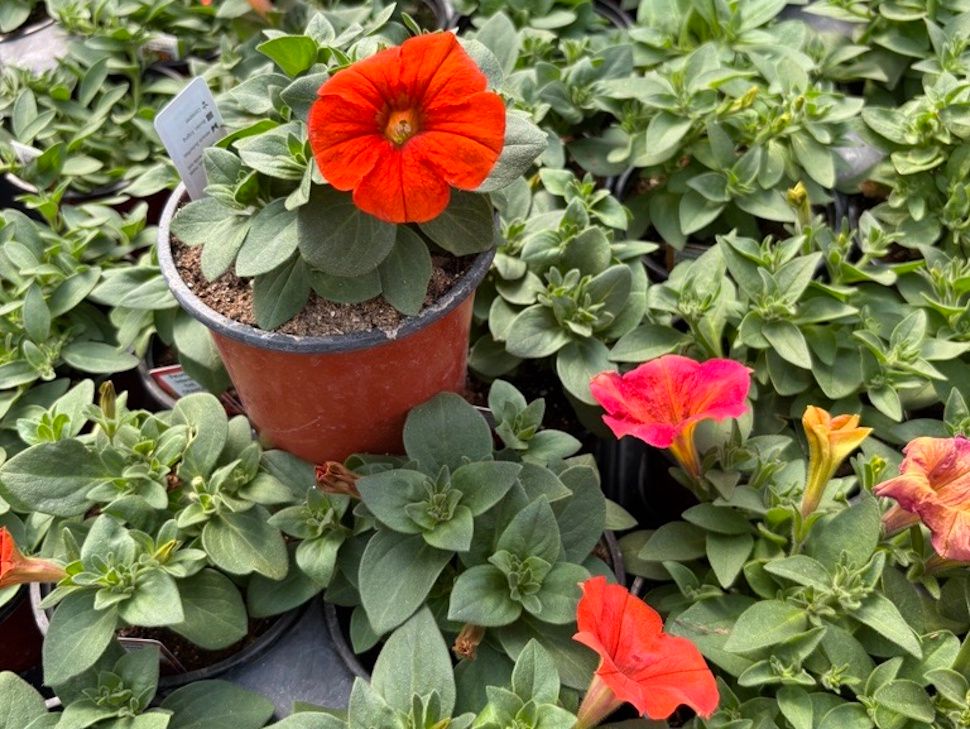 Orange flowers at Sunshine Greenhouse
